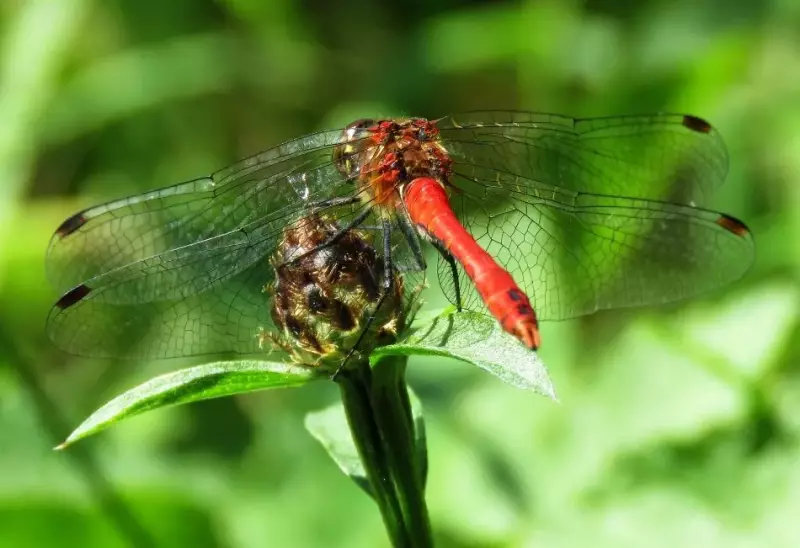 bloedrodeheidelibel-man-07-08-2015b.webp
