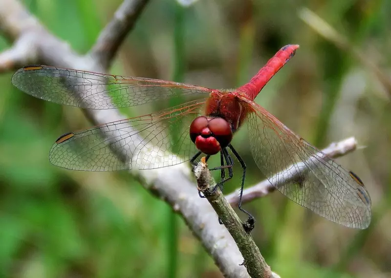 bloedrodeheidelibel-man-15-07-2019-2.webp