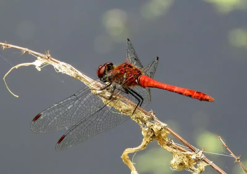 bloedrodeheidelibel-man-21-08-2018a.webp