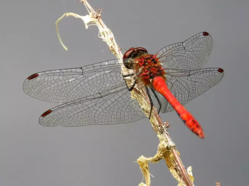 bloedrodeheidelibel-man-21-08-2018b.webp