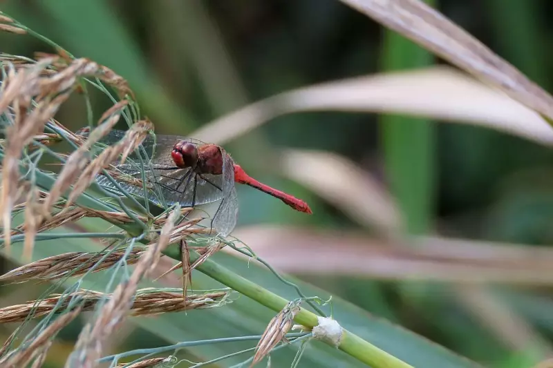 bloedrodeheidelibel-man-26-09-2021.webp