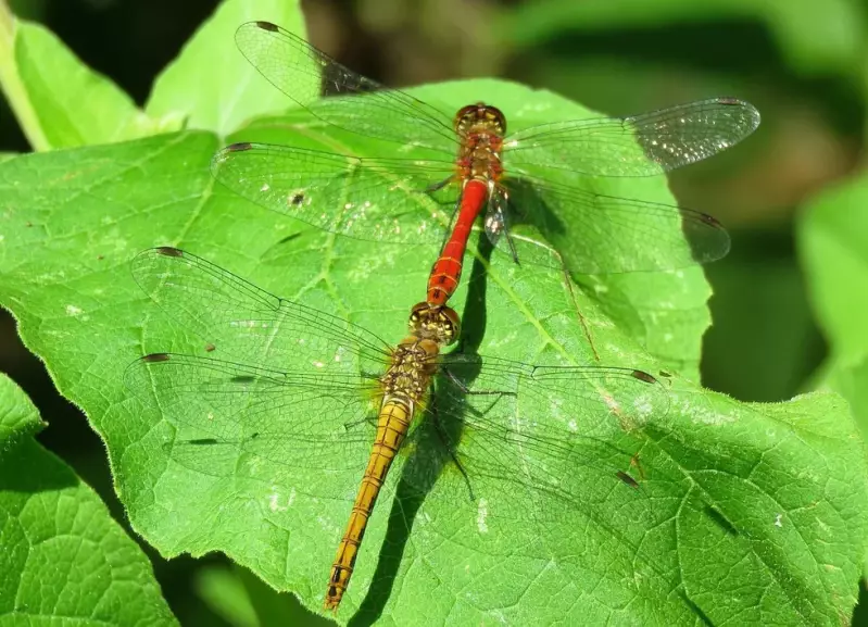 bloedrodeheidelibel-tandem-17-07-2019a.webp