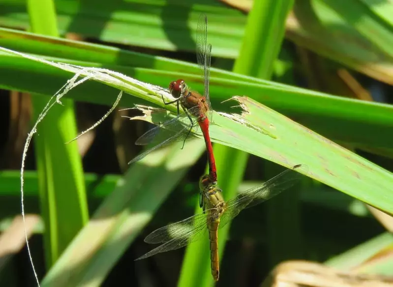 bloedrodeheidelibel-tandem-17-07-2019b.webp