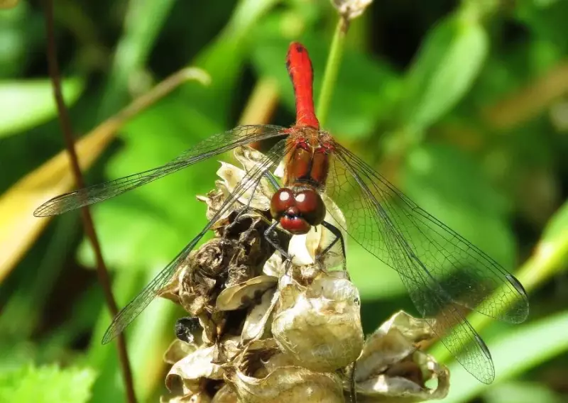 bloedrodeheidelibel-vrouw-26-07-2015b.webp