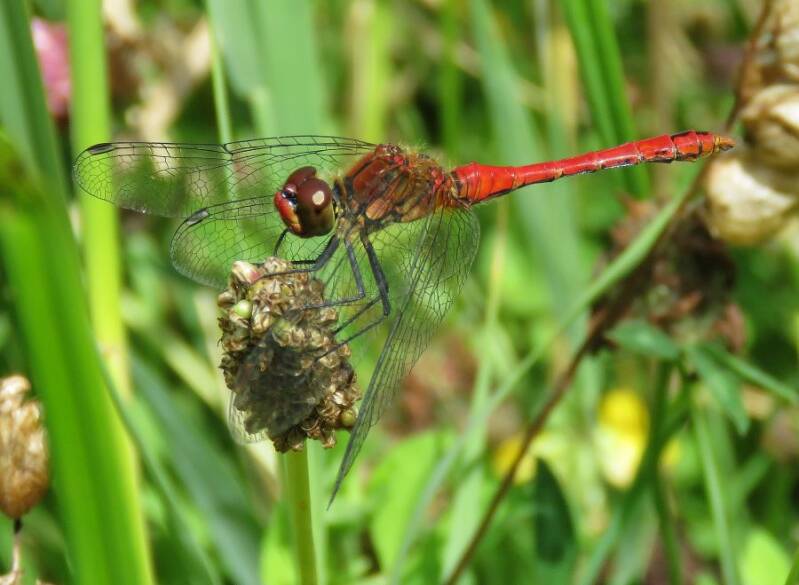 bloedrodeheidelibel26715a.jpg