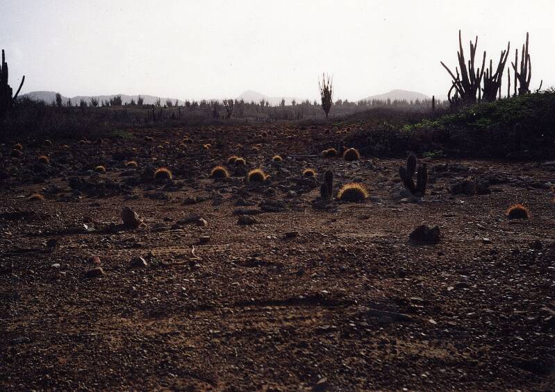 bonaire07.jpg