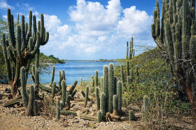 bonaire2-standard-6f8hek.png
