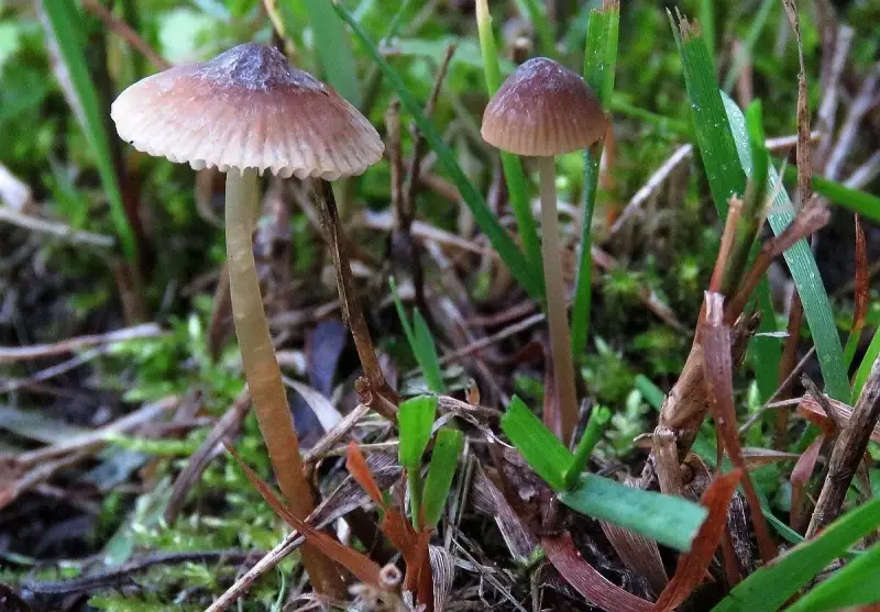 bruinsnedemycena26919a-standard.webp