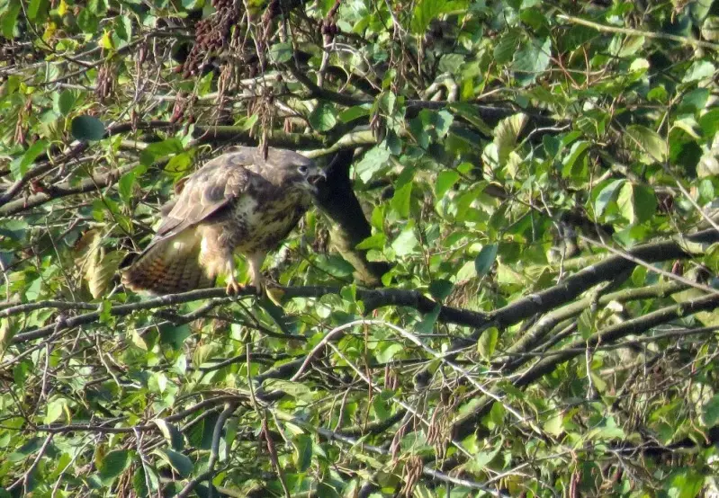 buizerd-11-11-2016.webp