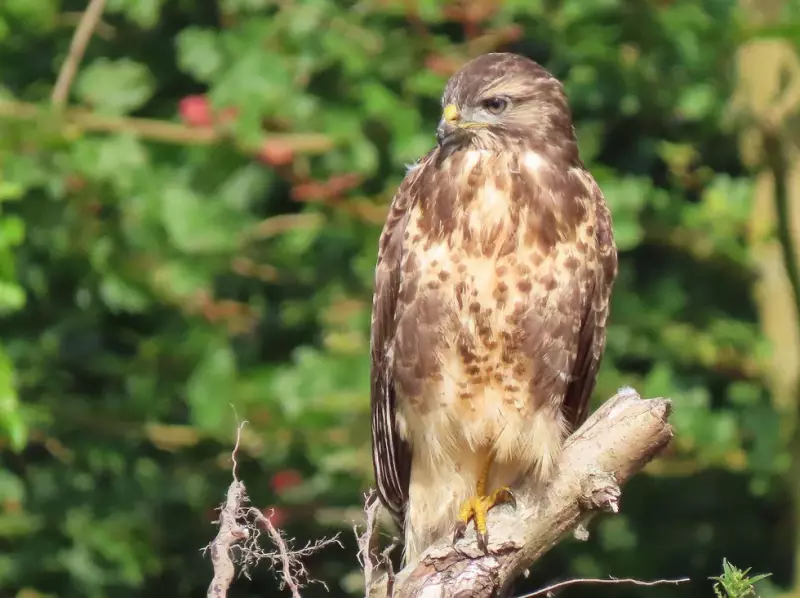 buizerd-19-07-2019a.webp
