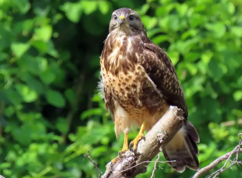 buizerd-19-07-2019b.webp