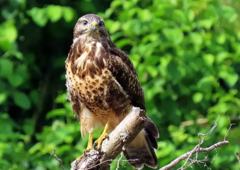 buizerd-19-07-2019d.webp
