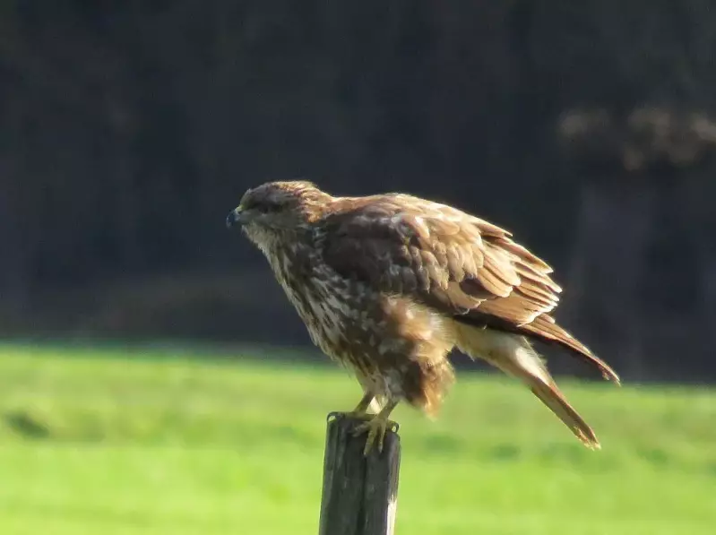 buizerd-28-01-2019b.webp