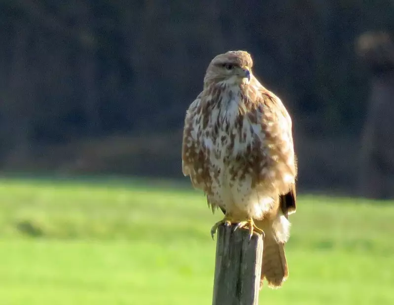 buizerd-28-01-2019c.webp