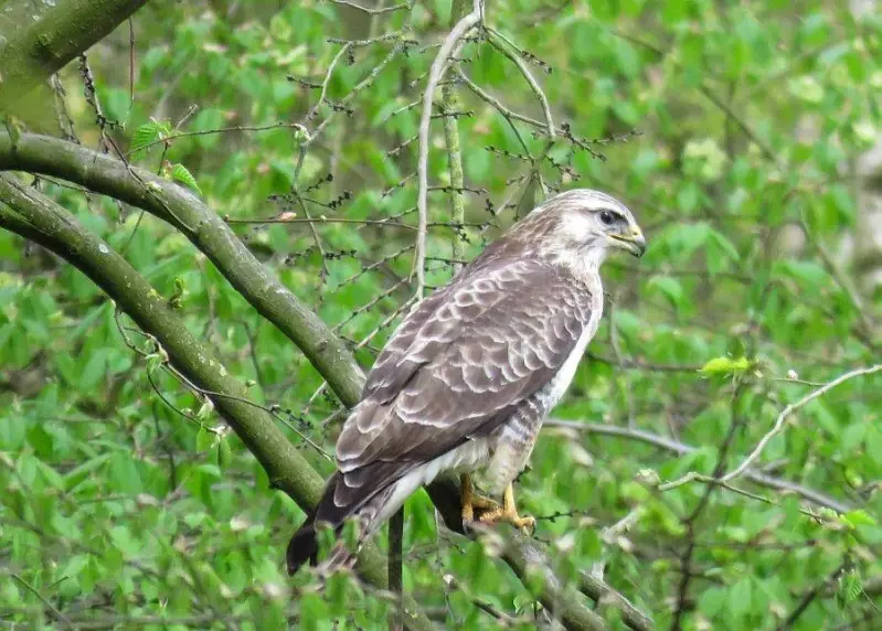buizerd-29-04-2015.webp