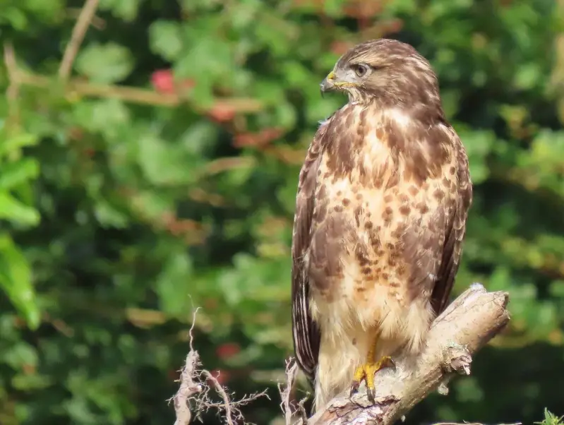 buizerd02-standard.webp