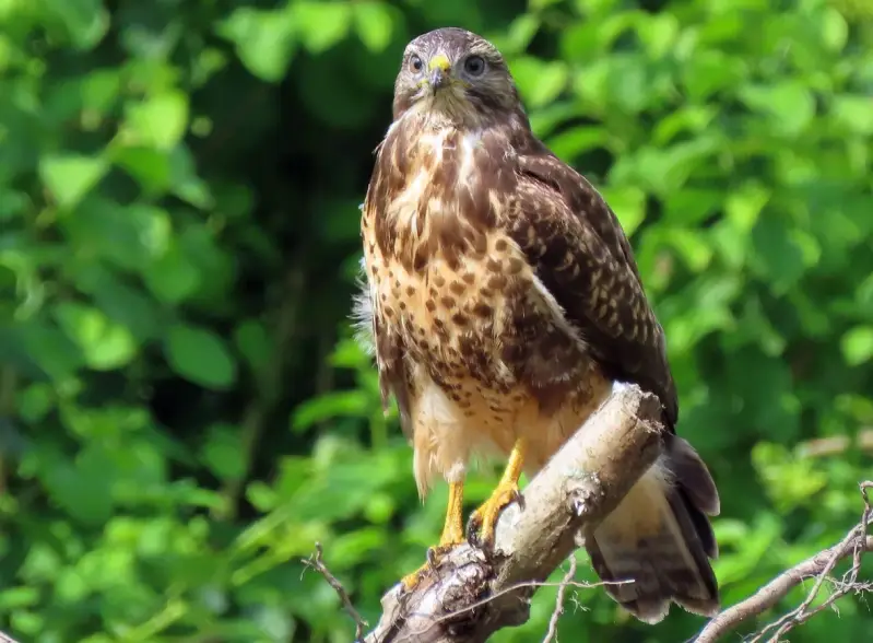 buizerd06-standard.webp