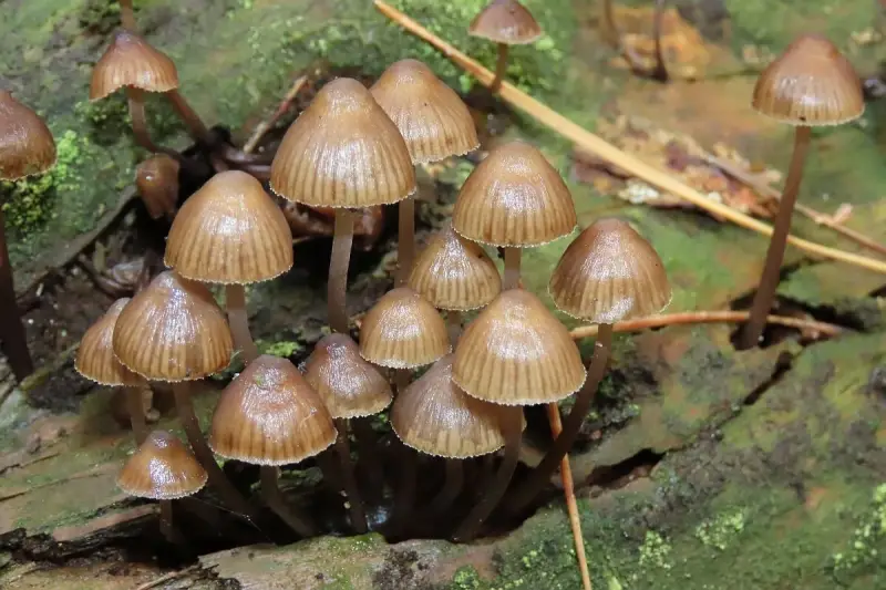 bundelchloormycena30920a-standard.webp