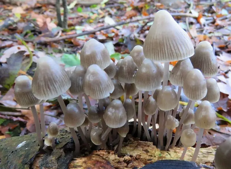 bundelmycena111116a-standard.webp