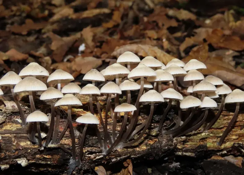 bundelmycena181021a-standard.webp
