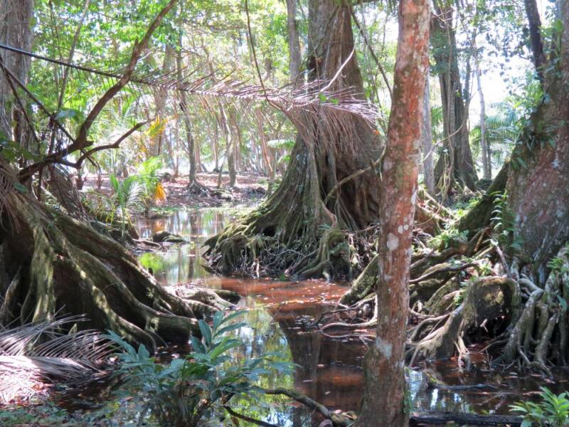cahuita-moerasje-2013.jpg