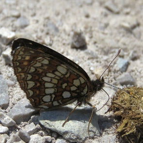 woudparelmoer24617a.jpg