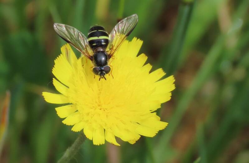 geelbandwimperzweefvlieg-20-05-2025b-standard.jpg