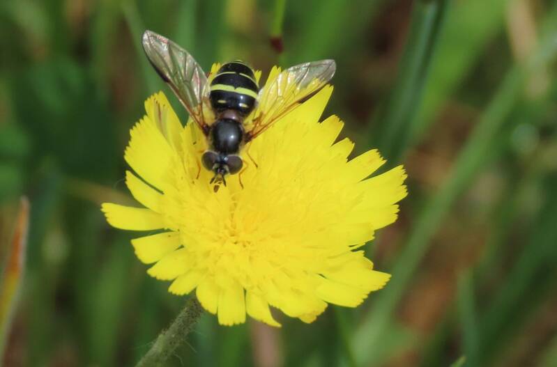 geelbandwimperzweefvlieg-20-05-2025c-standard-r3njh8.jpg