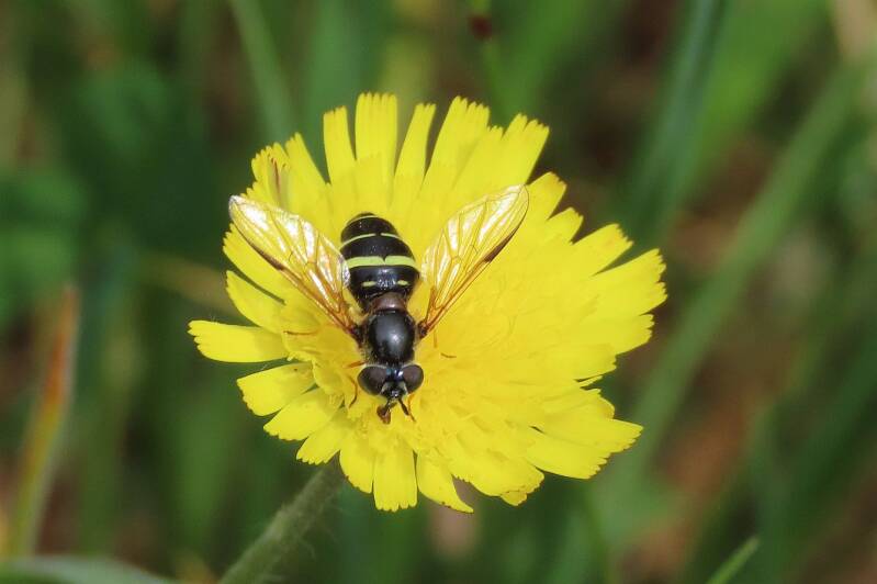 geelbandwimperzweefvlieg-20-05-2025d-standard-7v6aky.jpg