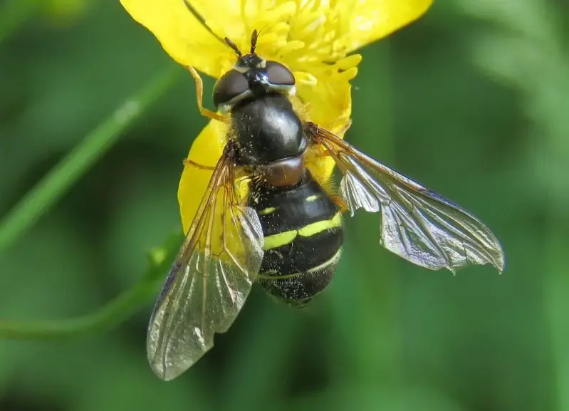 geelbandwimperzweefvlieg1618-standard.webp