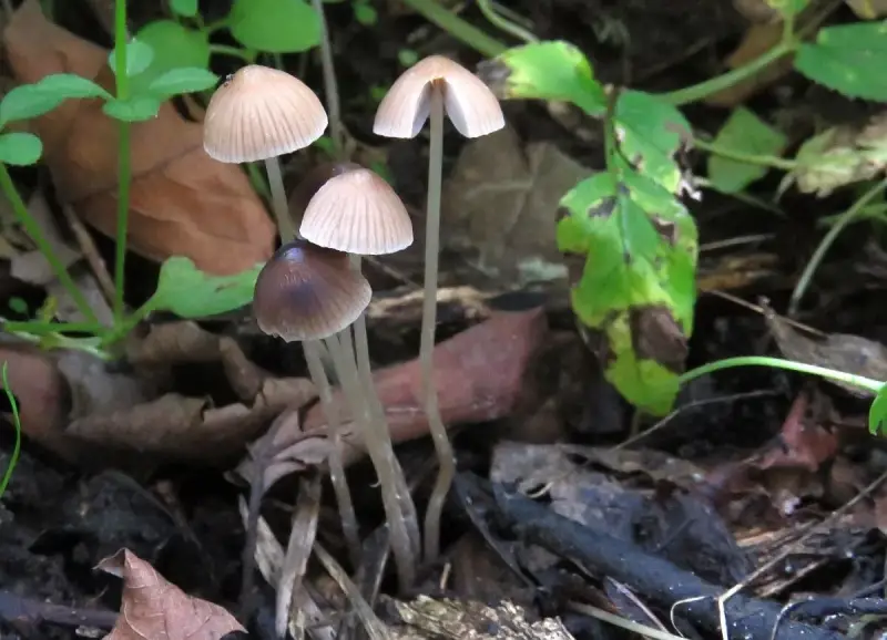 graskleefsteelmycena61018-standard.webp