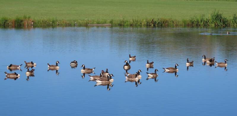 grote-canadese-gans-30-06-2025-standard.jpg