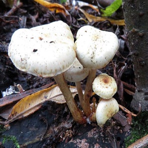 bleekgelebundelzwam241015aa.jpg