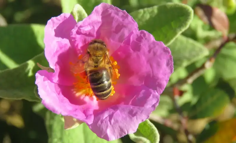 honingbij-22-03-2018-standard.webp