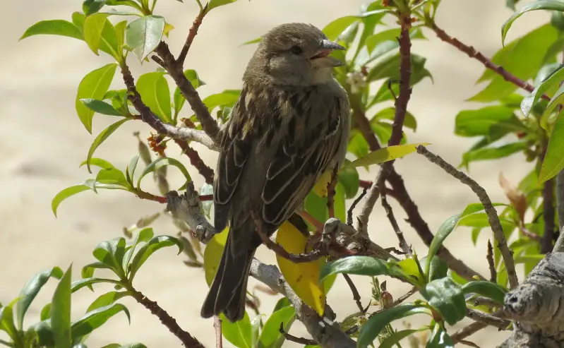 huismus-17-03-2016b-standard-nw23ob.webp