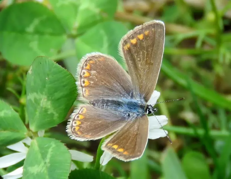 icarusblauwtje-vrouw-16-07-2017b.webp