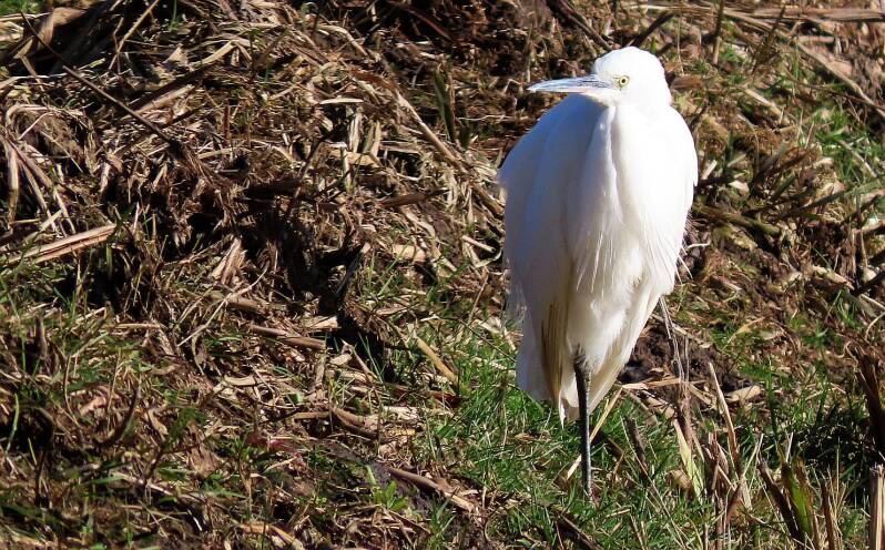 kleine-zilverreiger-26-02-2025a-standard.jpg