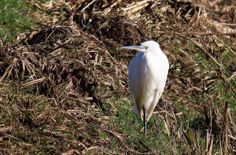 kleine-zilverreiger-26-02-2025b-standard-qwhlan.jpg