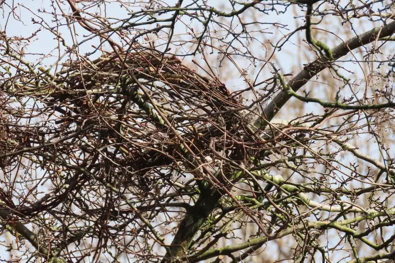 lepelaar-nest-25-02-2023.webp