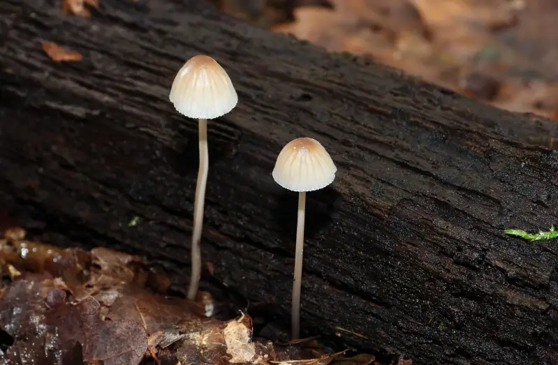 melsteelmycena211023-1-standard.webp