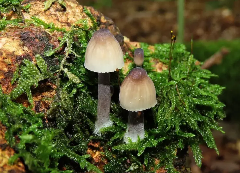 mycena11121b-standard.webp