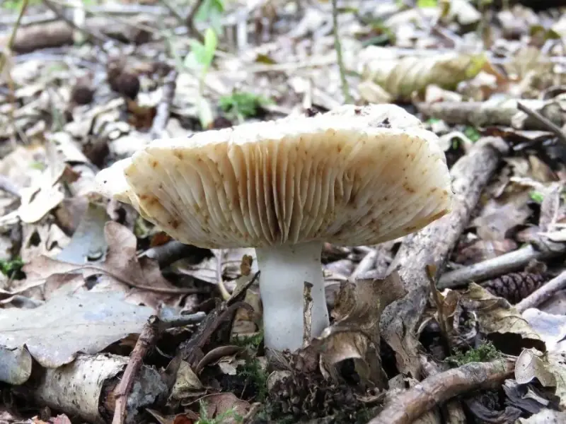 onsmakelijkkamrussula16815b-standard.webp
