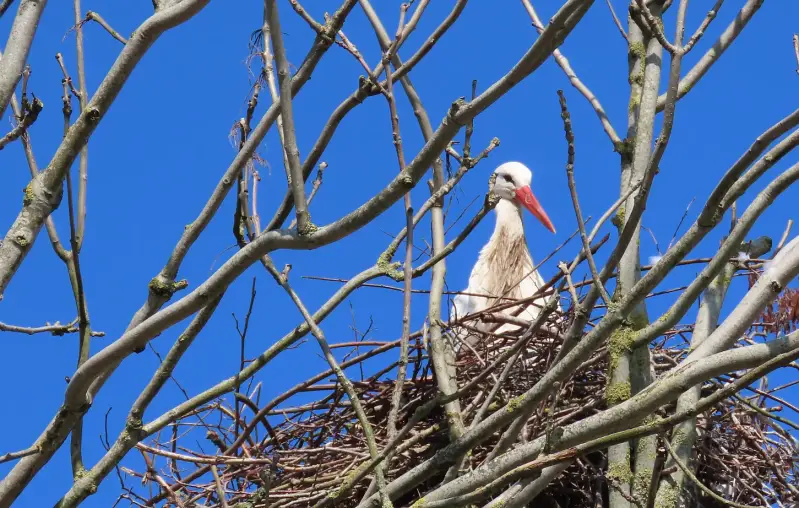 ooievaar-19-03-2026a-standard-j068wa.webp