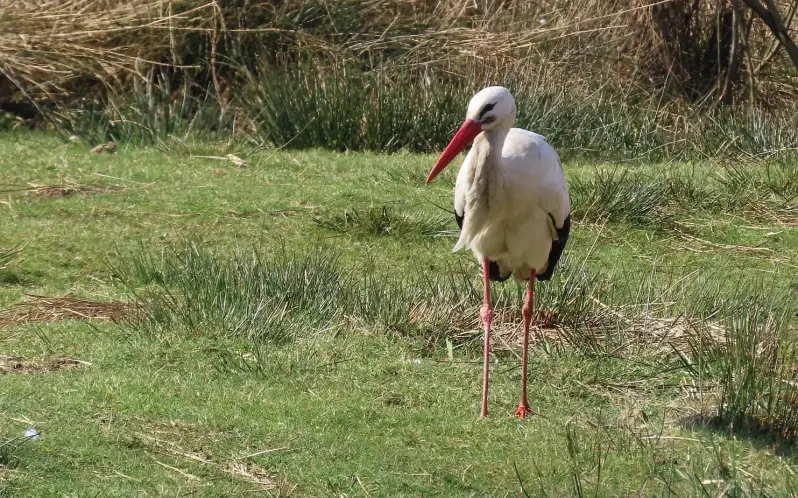 ooievaar-19-03-2026e-standard-9uhh0h.webp