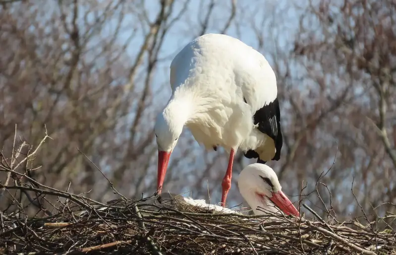 ooievaar-paar-op-het-nest-19-03-2026b-standard-sovvh8.webp