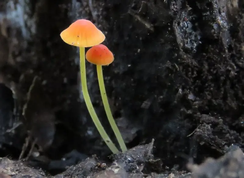 oranjedwergmycena16918a-1-standard.webp