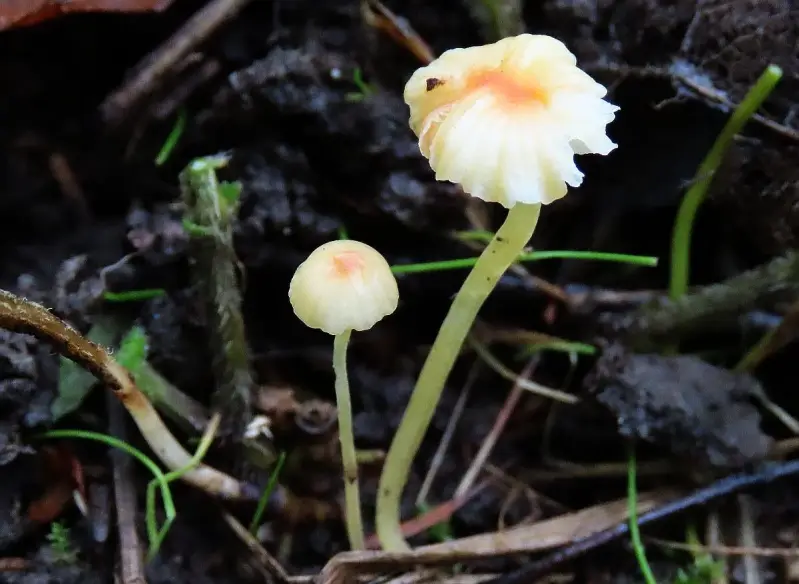 oranjedwergmycena41119-standard.webp