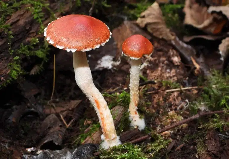 oranjerode-stropharia-17-10-2024-high-ojwlt1-standard.webp