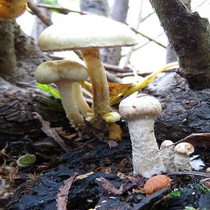 bleekgelebundelzwam241015cc.jpg