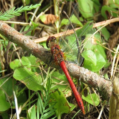 bloedrodeheidelibel26715d.jpg